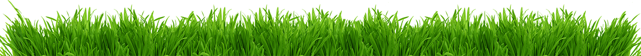 grass-along-the-bottom