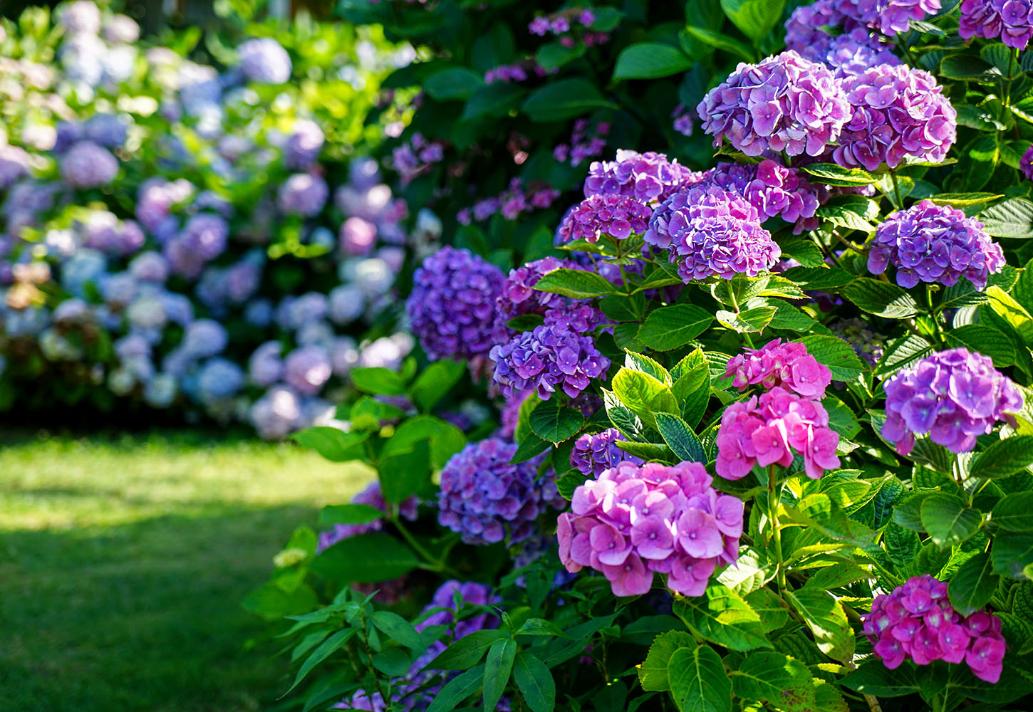 Top Shade Perennials Hydrangea LawnCentral top-shade-perennials-hydrangea-lawncentral