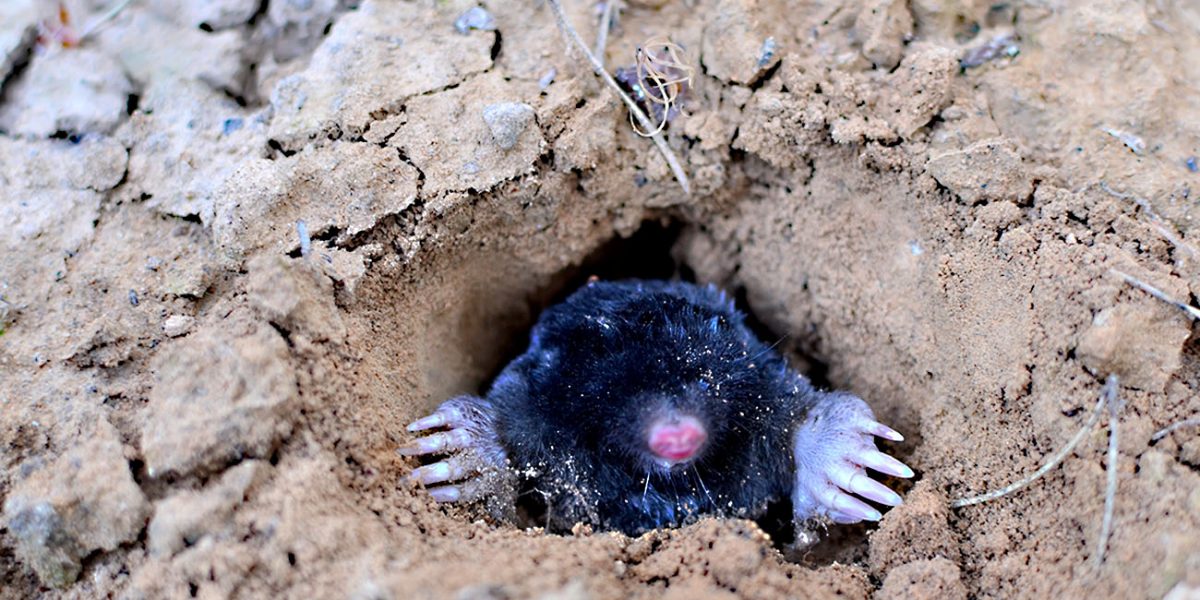 Mole crawling out of molehill above ground, showing strong front feet used for digging runs underground. Mole trapping - youngs pest control. Underground creatures damage lawn.