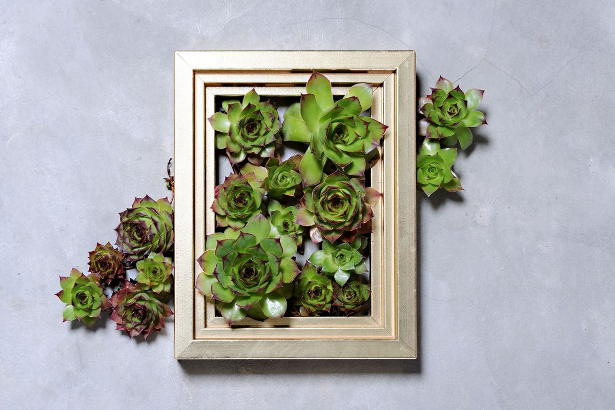 succulent plants decoration on grey wall
