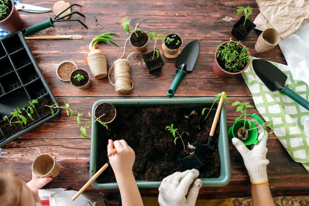 Planting Seedlings