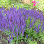 Perennial Salvia