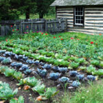 Midwest Gardening