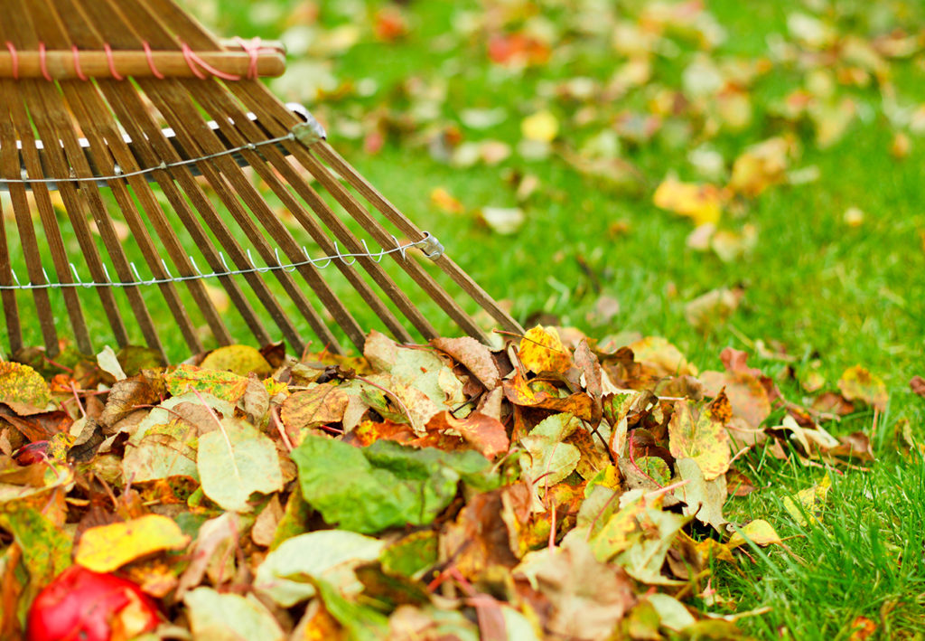 Autumn leaves fall grass