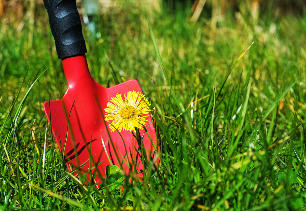 Spring care grass