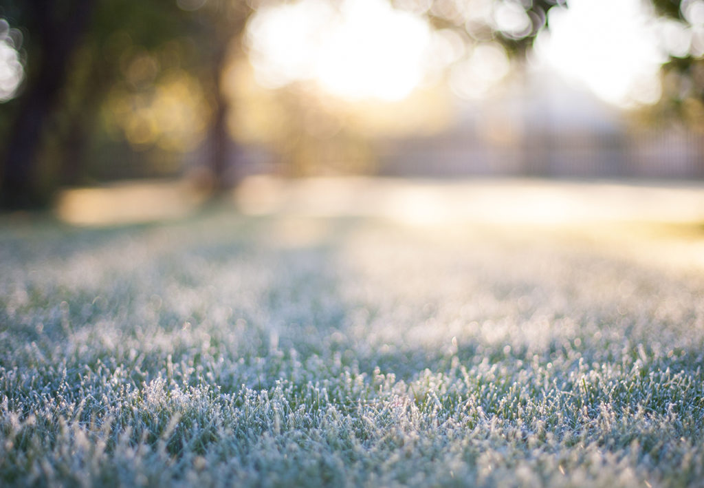 Winter Lawn Care