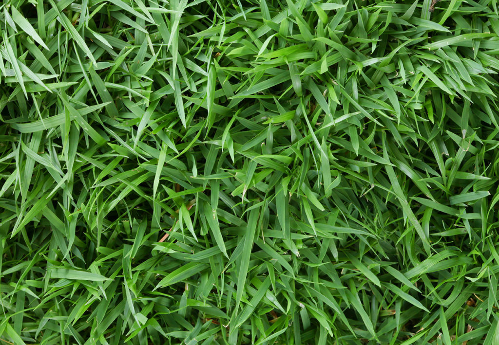 Zoysia Grass Sod Close up