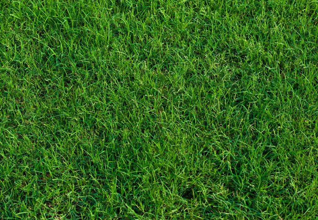 Bermuda Grass Sod Close up