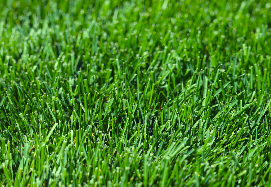 bluegrass sod closeup