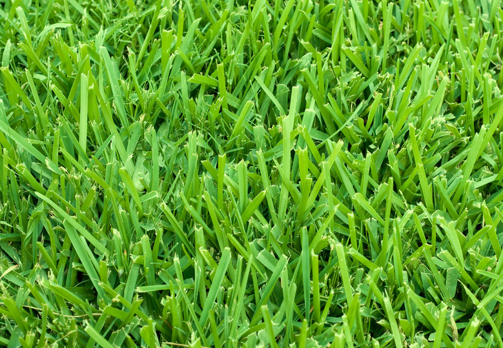 St Augustine Grass Sod Close up