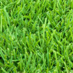 St Augustine Grass Sod Close up