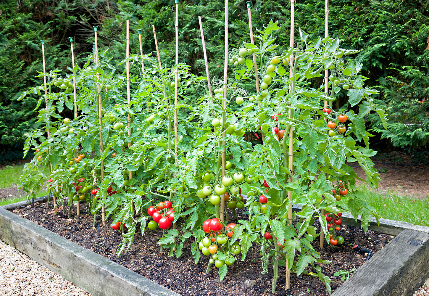 Tips For Growing Tomatoes Lawncentral