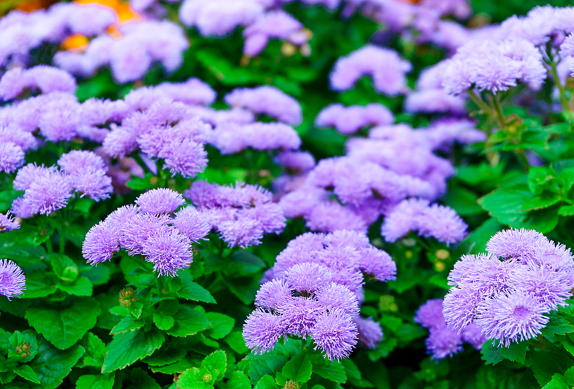 bright blue flowers of Ageratum houstonianum (flossflower) on a blurred leafy background