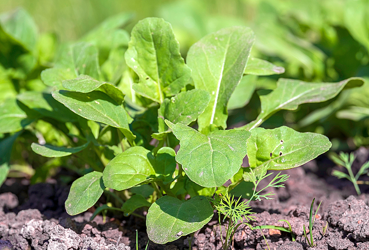 Arugula or rocket plant closeup