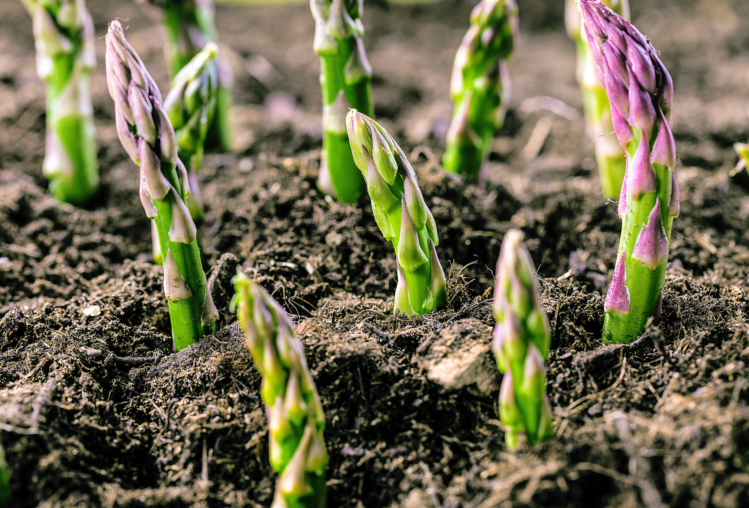 Organic farming asparagus in black soil