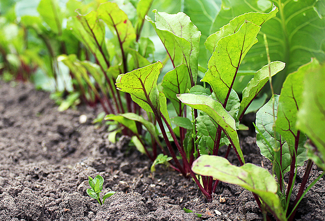 Leaf of beet root. Fresh green leaves of beetroot or beet root seedling. Row of green young beet leaves growth in organic farm. Closeup beetroot leaves growing on garden bed. Field of beetroot foliage