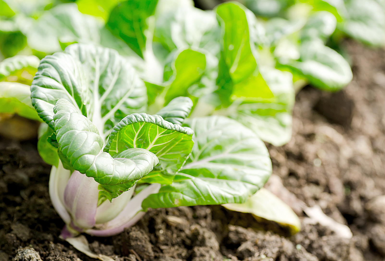 Chinese cabbage,Bok choy or pak choi in a farm,organic vegetables