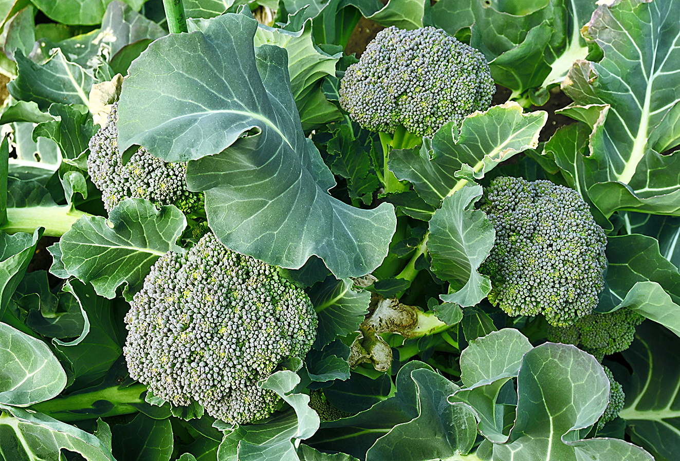 Broccoli cultivation in the vegetable garden. It is a green-yellow vegetable of Brassicaceae with high nutritional value. The flower buds and stems are edible, but the flowers are edible as well.