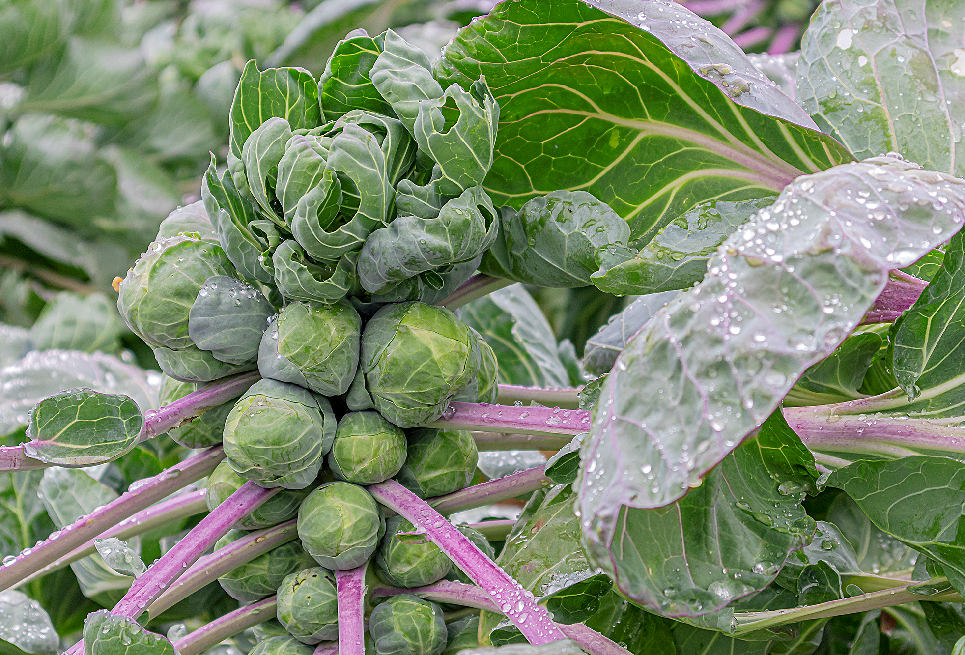 Brussels sprouts plant after rain on a field in Northern Germany