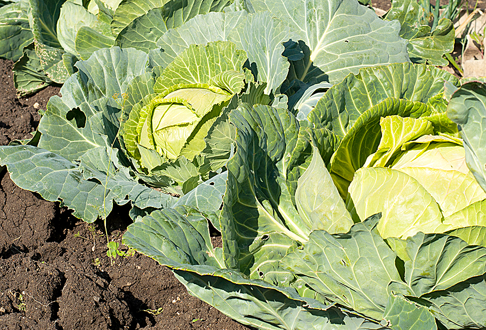 Soft focus of big cabbage in the garden.