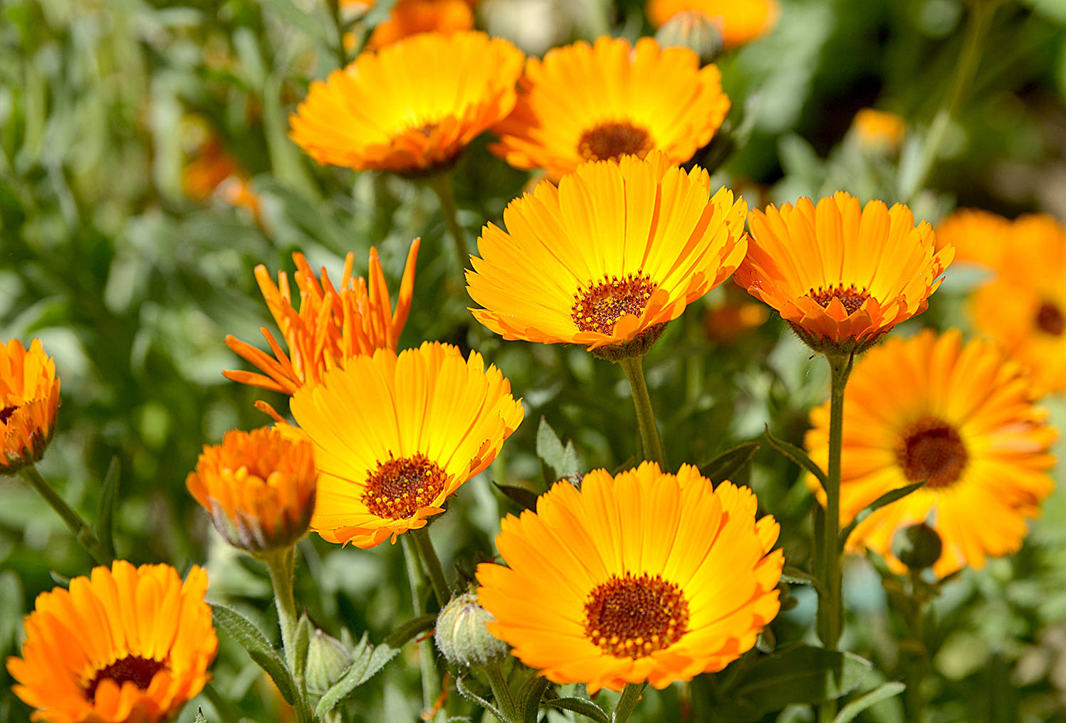 Orange flowers (Calendula)