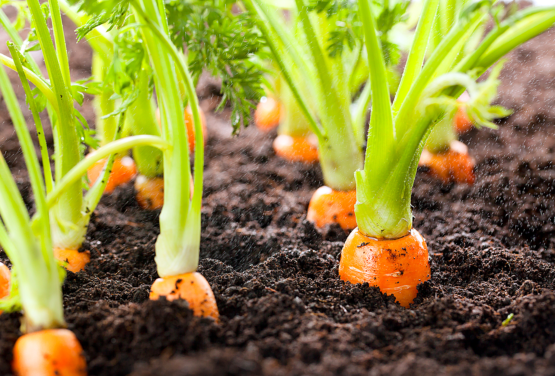 Carrot vegetable grows in the garden in the soil organic background closeup