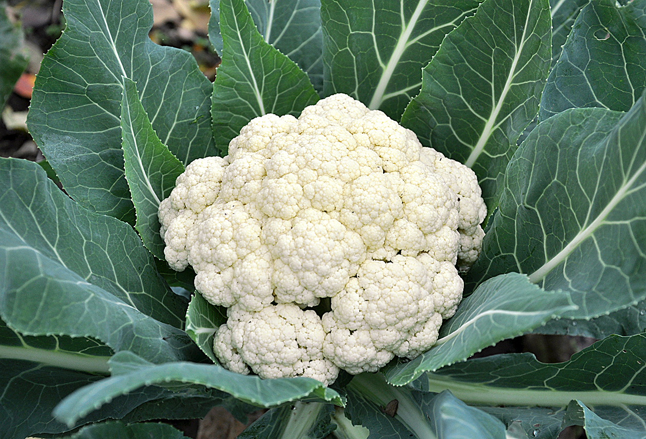 Cauliflower grows in organic soil in the garden on the vegetable area