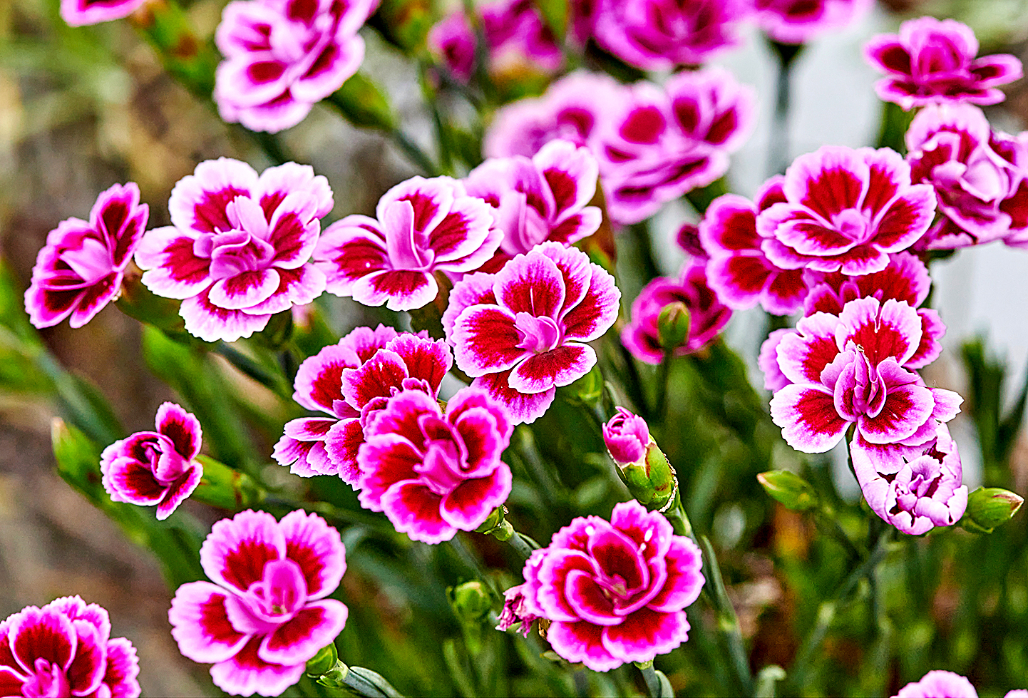 Macro shot of vibrant pink carnations (Dianthus caryophyllus) in the garden.