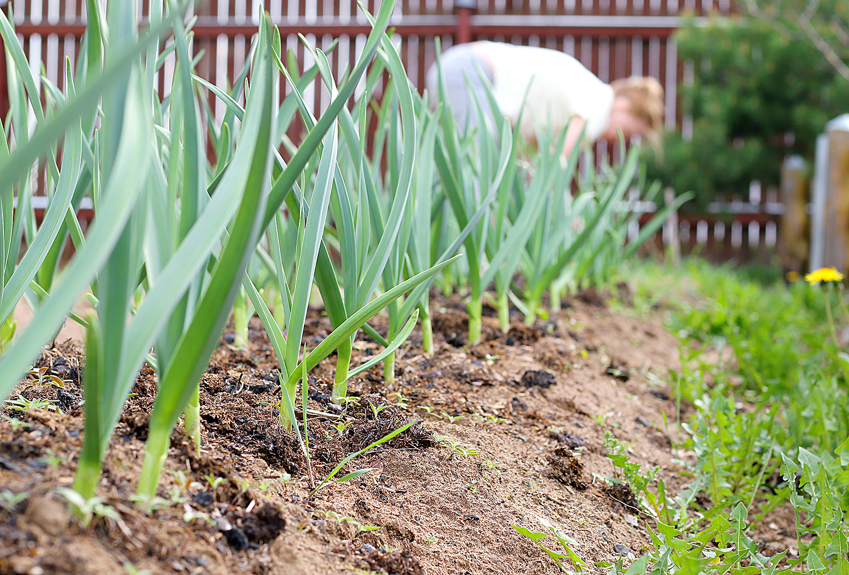 Working in the garden. A garden bed of young green garlic.