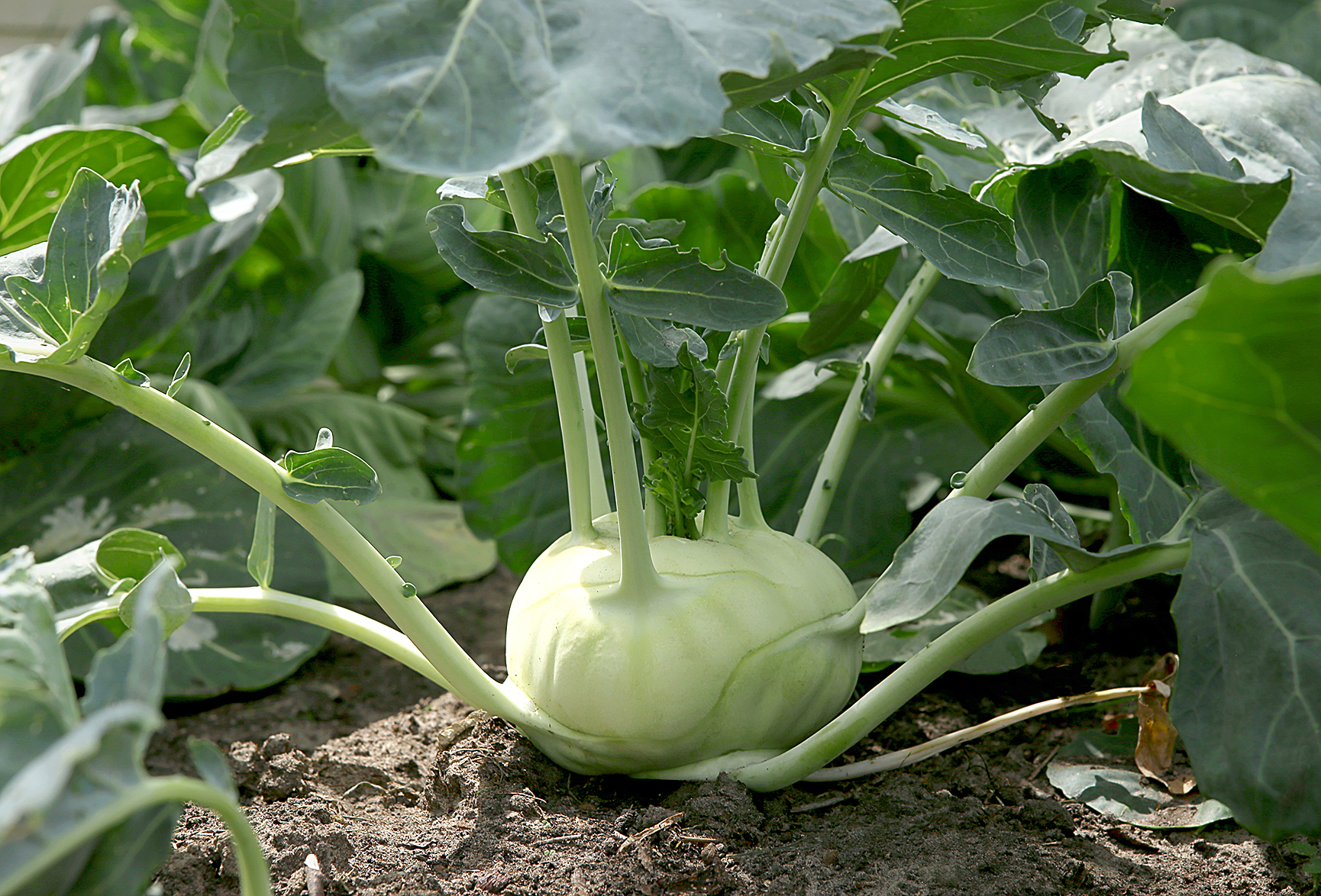 Kohlrabi cabbage growing in garden. Kohlrabi or turnip cabbage in vegetable bed.