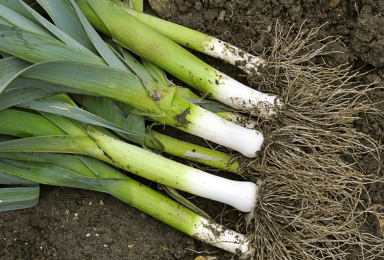 Freshly lifted leeks, allium ampeloprasum in a vegetable garden, variety Musselburgh.