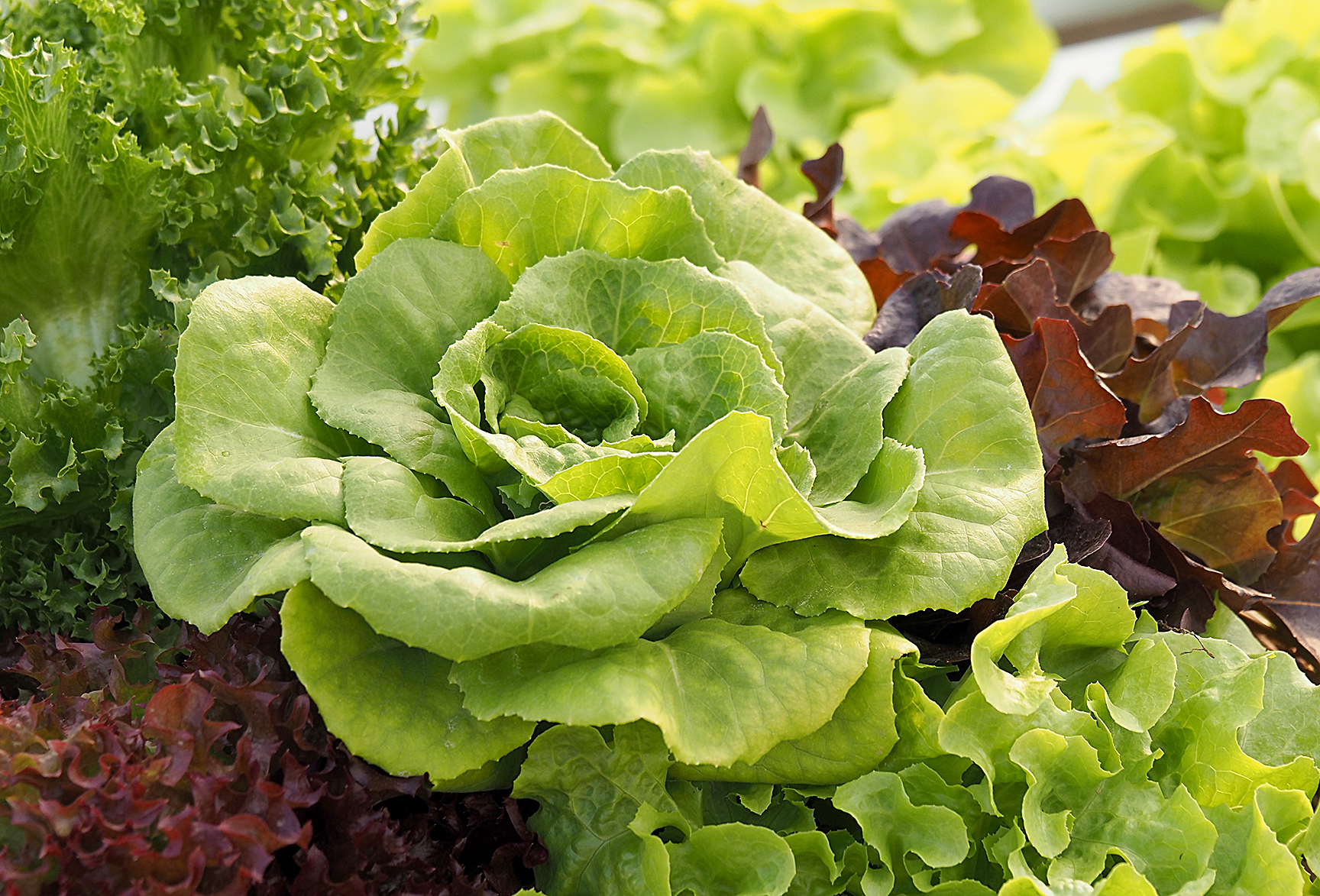 A variety of salad greens, such as green oak, rat oak, butterhead and green coral are placed in a vegetable basket.