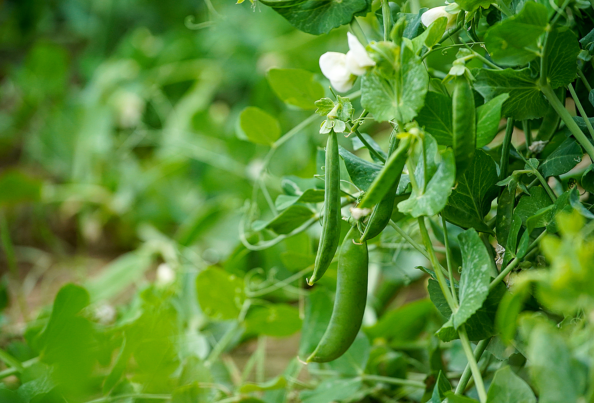 Pea plant and pea pods in the garden. Growing vegetables, gardening at home. Healthy food, blooming peas. Selective focus. Europe Hungary