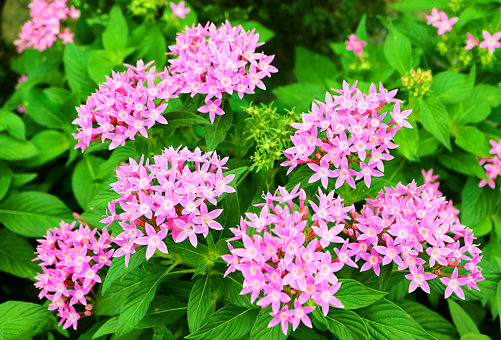 Bunches of Vibrant Pink Egyptian Starcluster or Pentas Flowers Blooming among Green Foliage