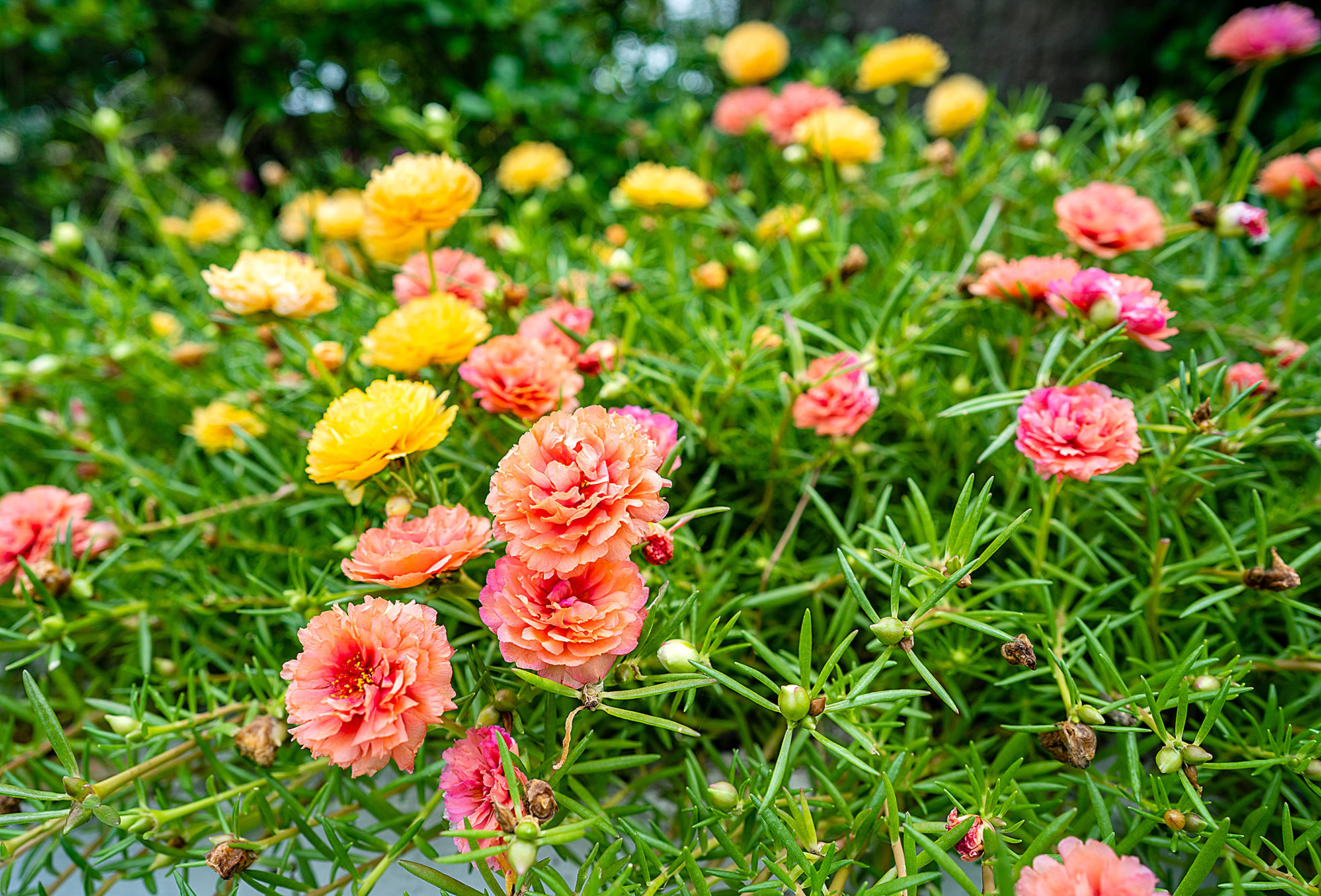 A closeup shot of beautiful Portulaca grandiflora flowers growing in a garden