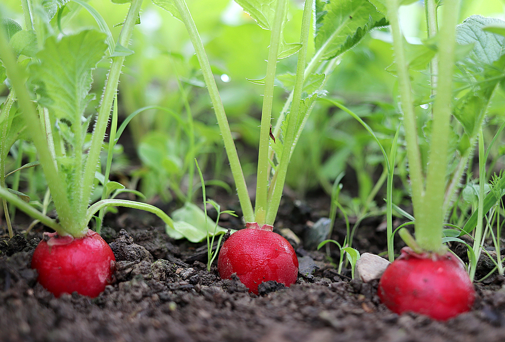 Red radish plant in soil. Radish growing in the garden bed.