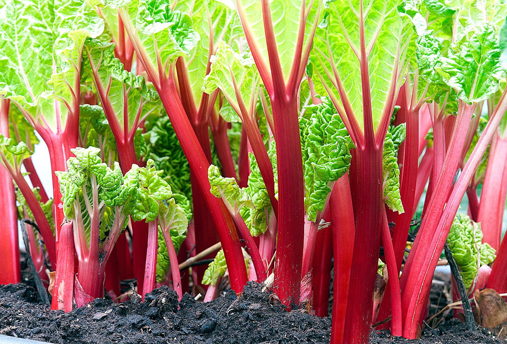 Close-up of rhubarb red stems in the vegetable garden with a nice contrast between red ans green