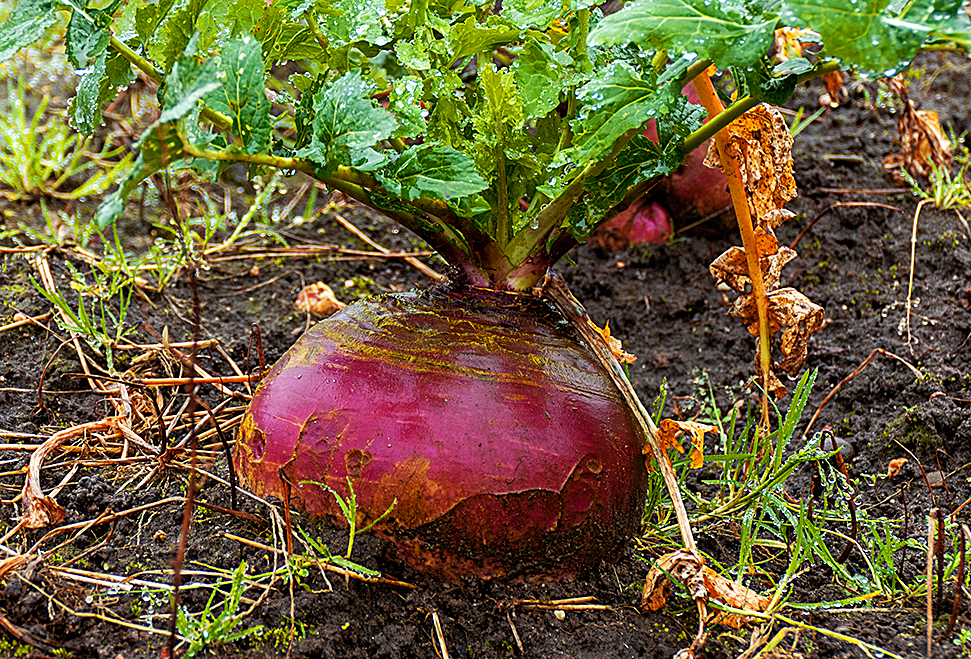 Close up of rutabaga in the rain (Brassica napobrassica)