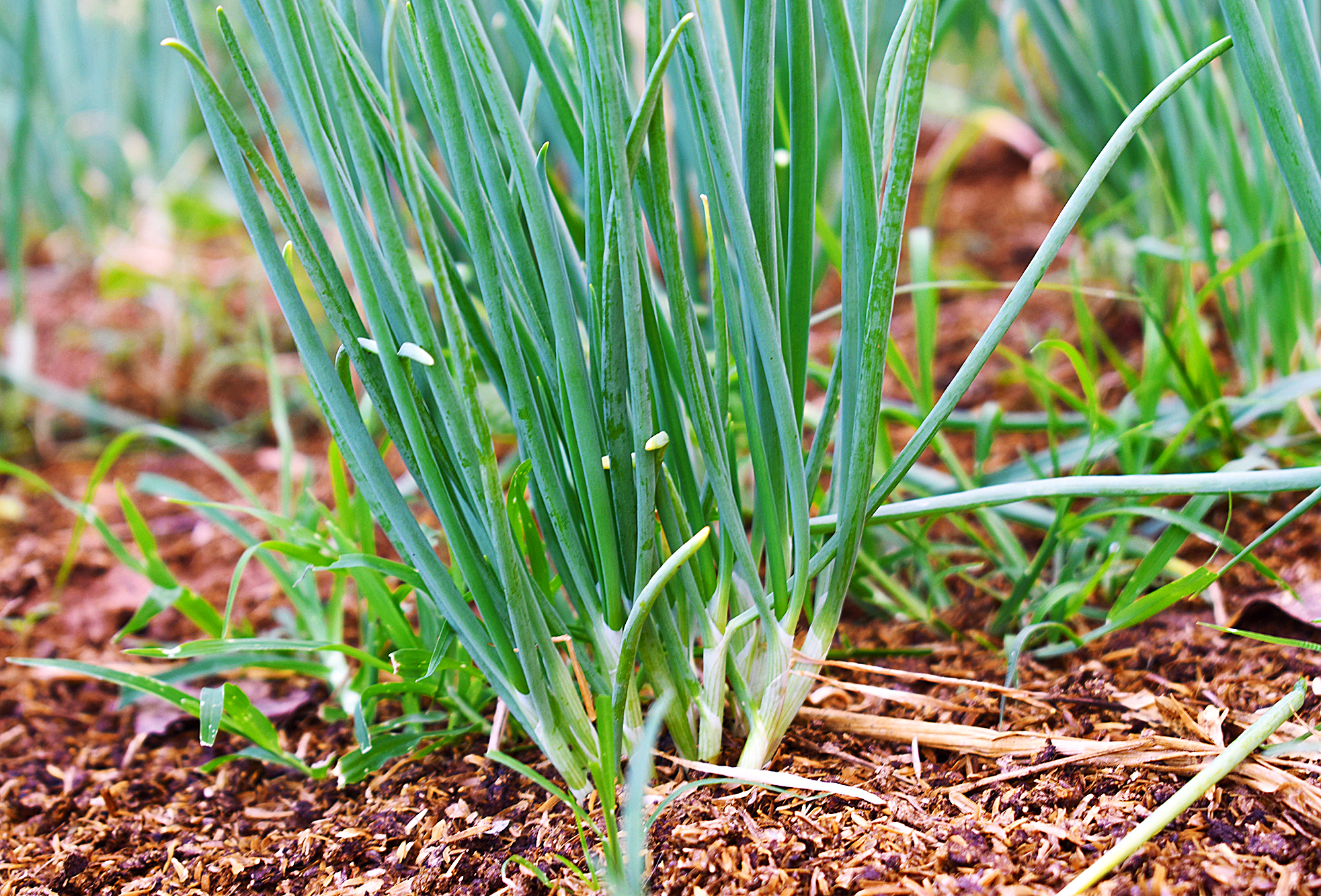 Scallion, vegetables food organic Thai scallion in garden natural.