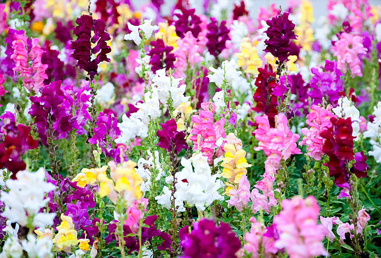 Colorful Snapdragons Flowers in the garden.