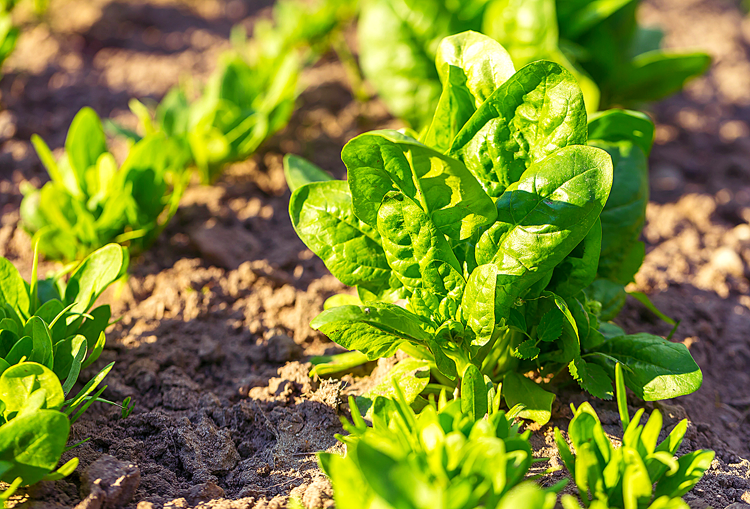 Spinach growing in garden. Fresh natural leaves of spinach growing in summer garden