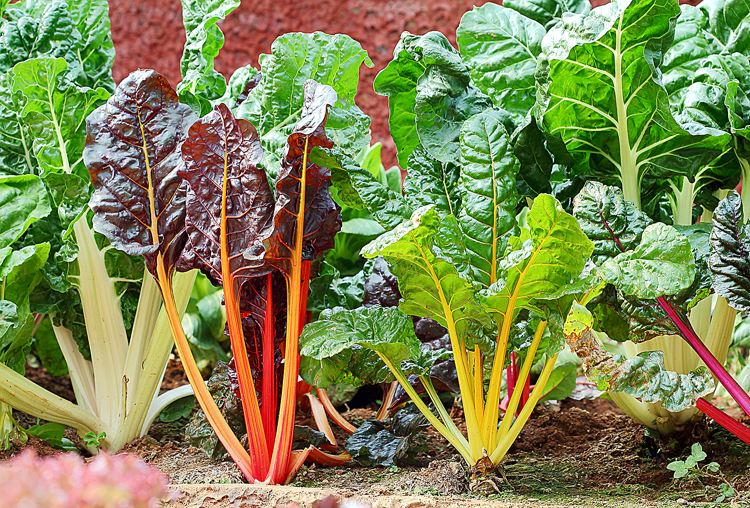 Swiss Chard hydroponics in vegetable garden