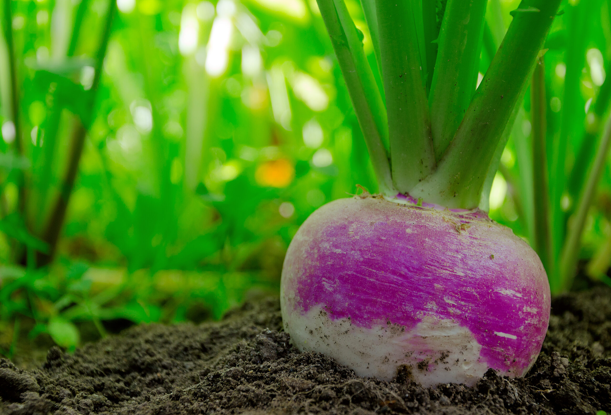 Turnip in the ground