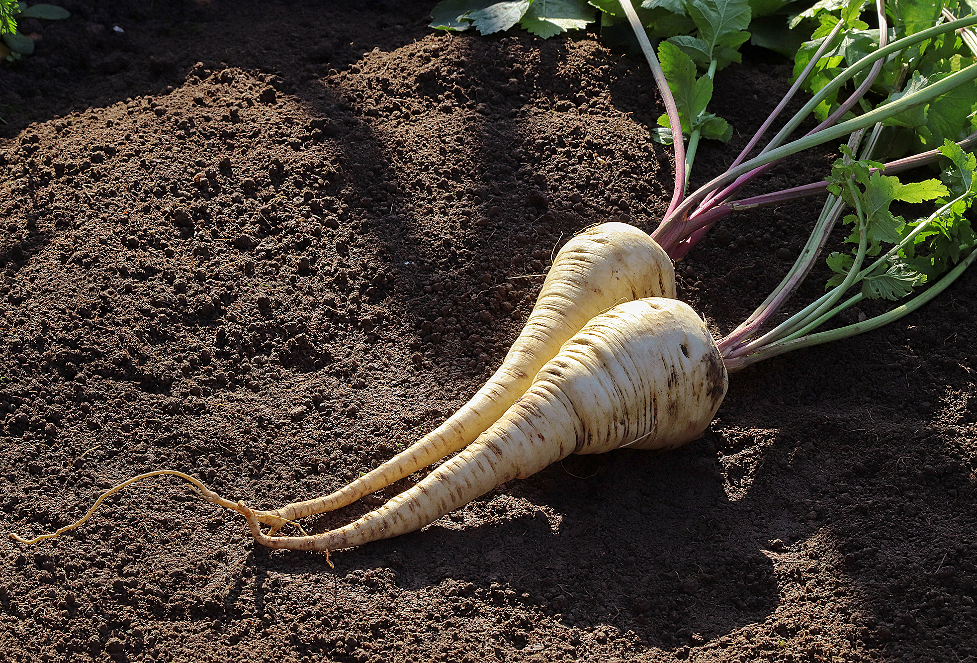 fresh parsnip in raised bed