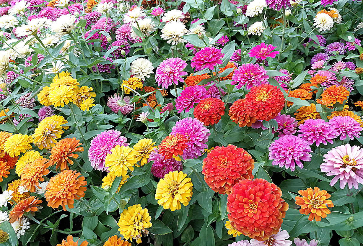 Field of colorful zinnia flowers in park
