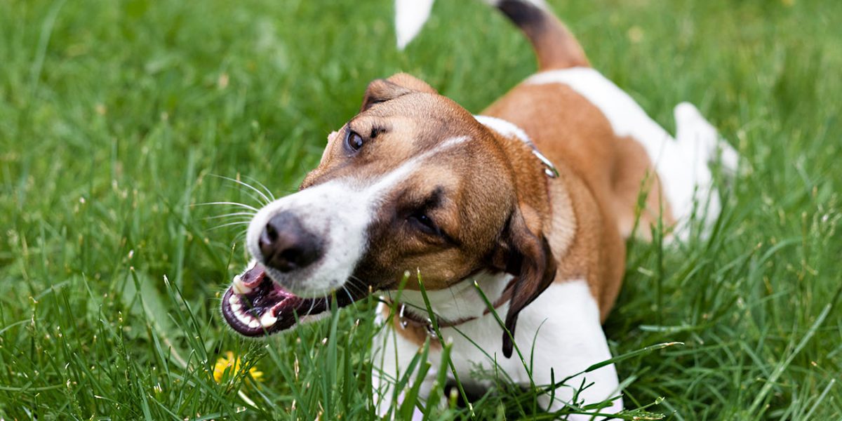 dog Jack Russell Terrier playing in the Park in the grass eating grass