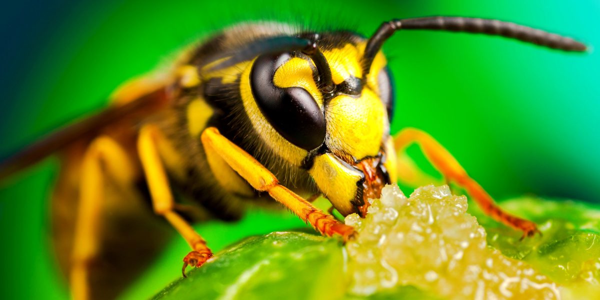 Colorful detailed macro of a wasp.