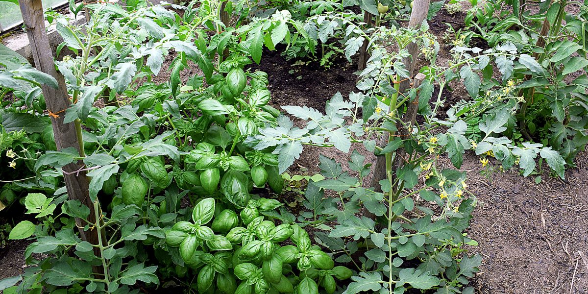 Basil and tomatoes plants grown together in a greenhouse. Organic vegetables and herbs production, home gardening