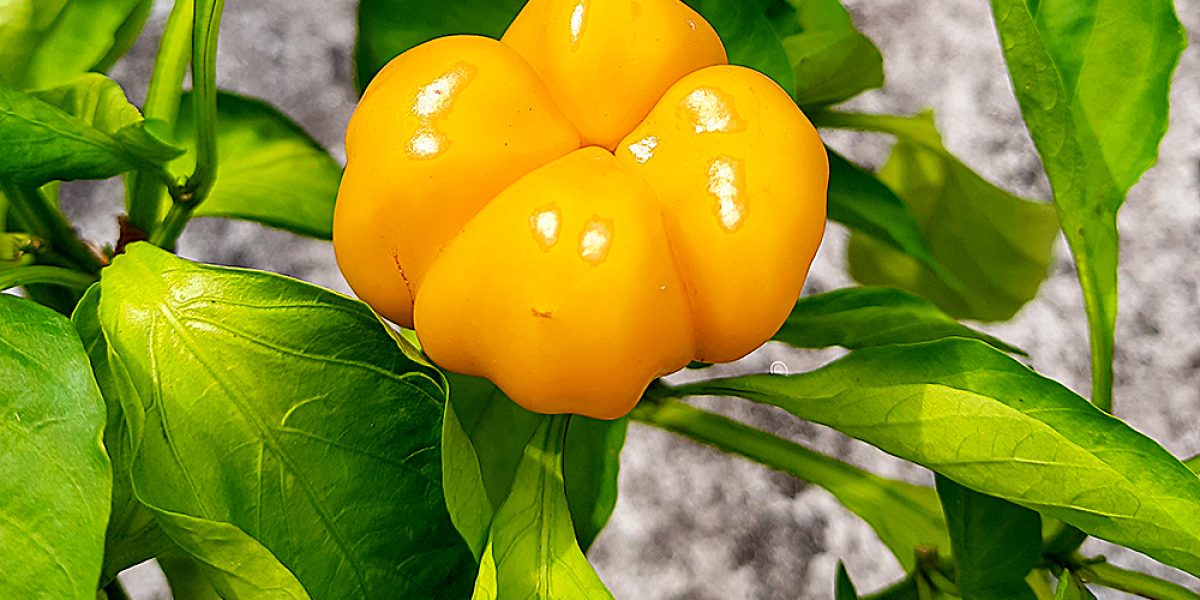Small fresh yellow bell pepper is growing in my garden in beautiful nature. bell pepper is good for health it contains vitamin c and other.This food good for health