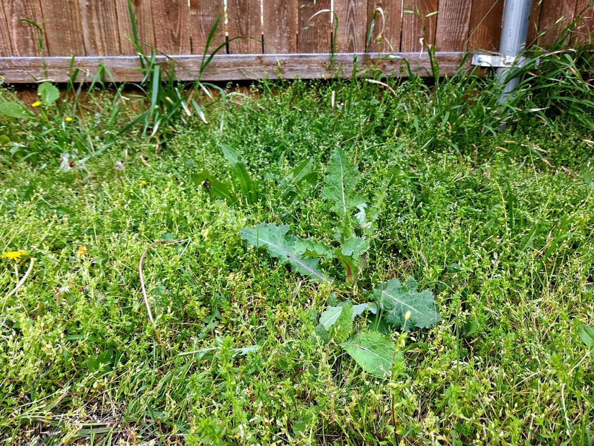 Overgrown broad leaf weeds in the yard.